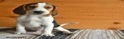Beagle dogs for sale: Hugo - Ad 5