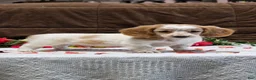 Miniature Dachshund dogs for sale: Riley - Ad 5