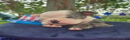 Olde English Bulldogge dogs for sale: Rocky - Ad 6