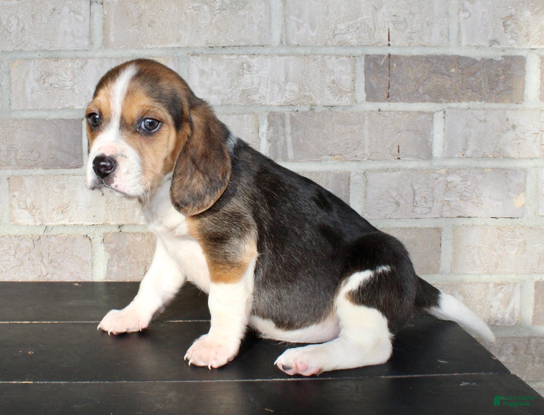 Beagle dogs for sale: Pokey - Ad 7