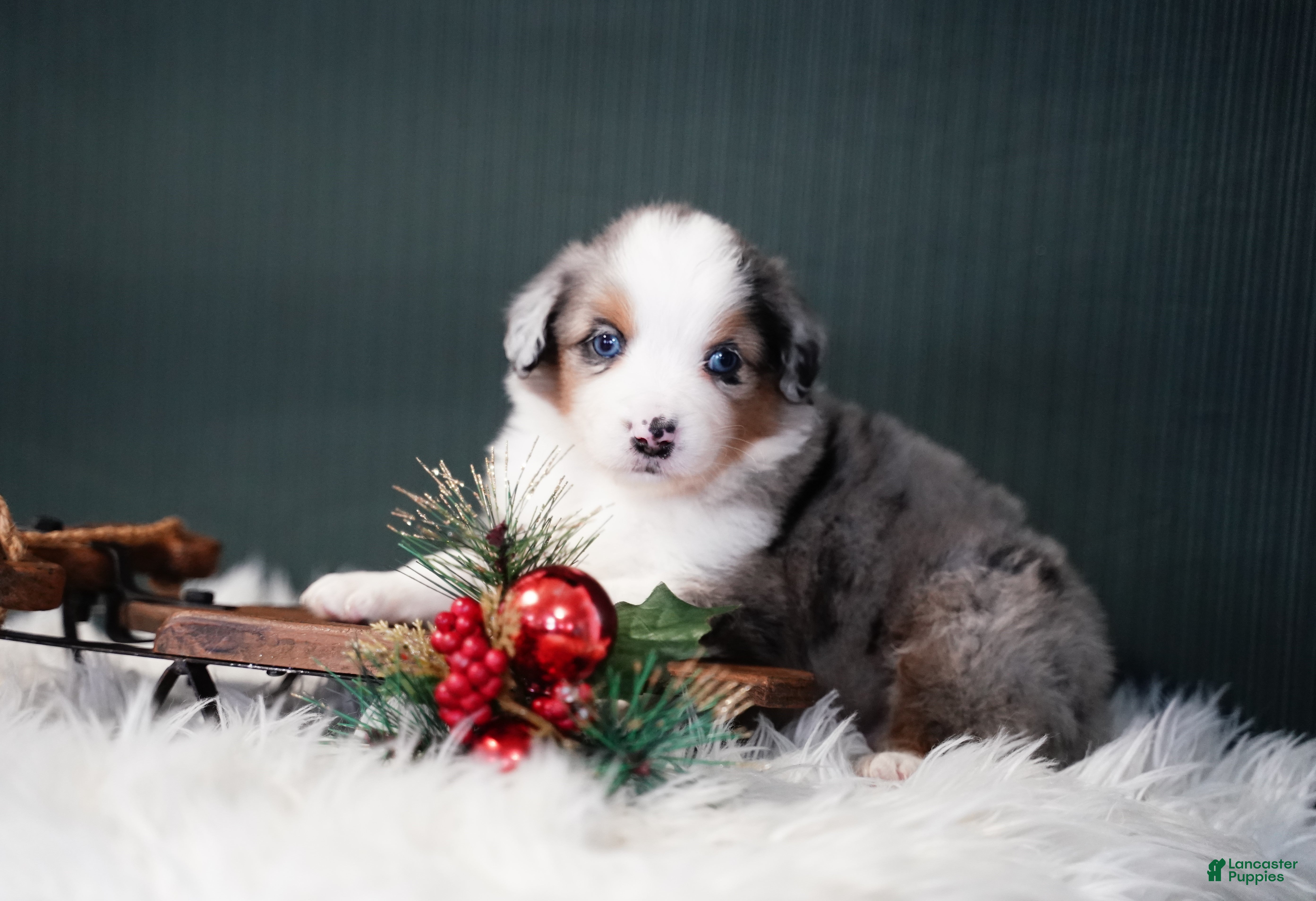 Miniature Australian Shepherd dogs Dustin - Ad 37