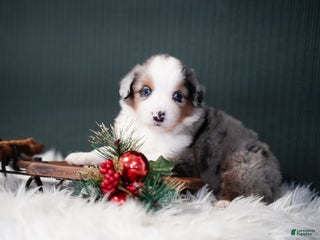 Miniature Australian Shepherd dogs Dustin - Ad 5