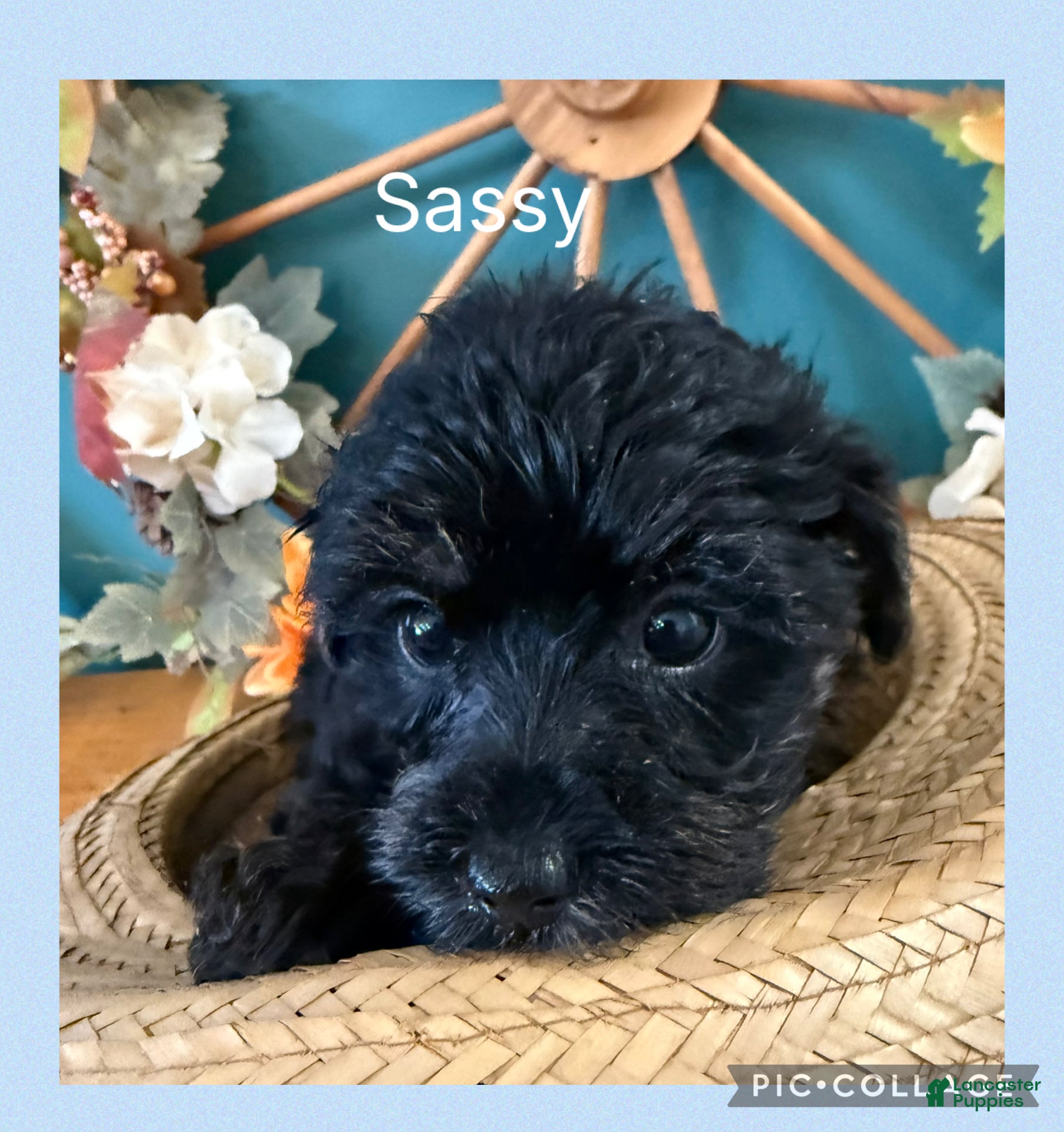 Mixed Breed dogs for sale:  1Sassy - Ad 2