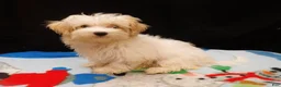 Maltipoo dogs for sale: Sandra - Ad 1