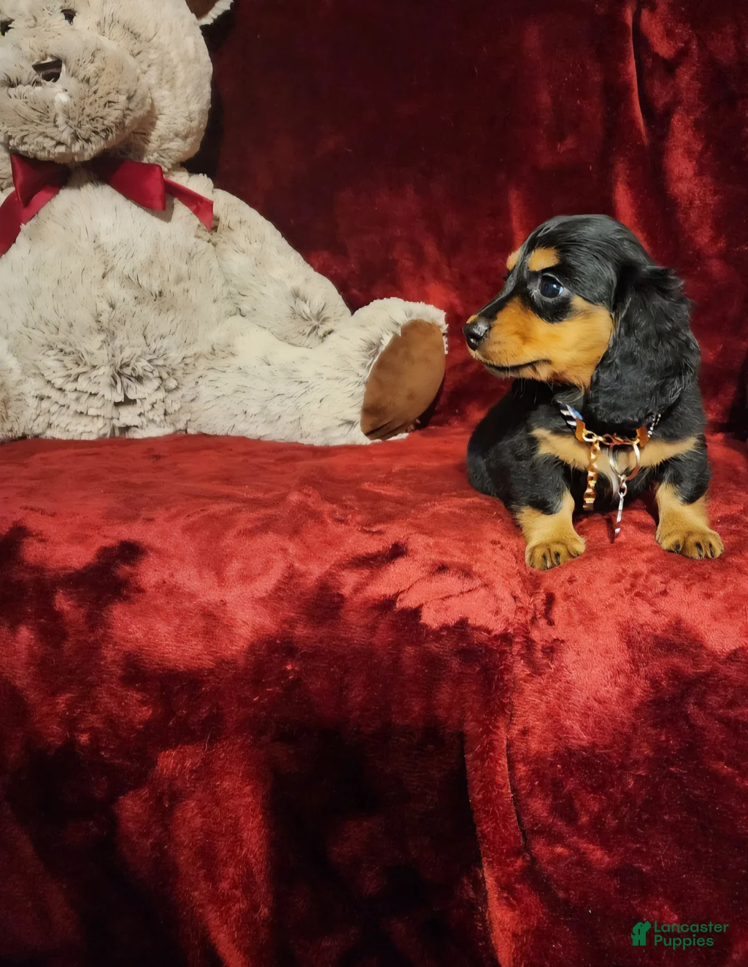 Miniature Dachshund dogs for sale: DUTTON - Ad 10