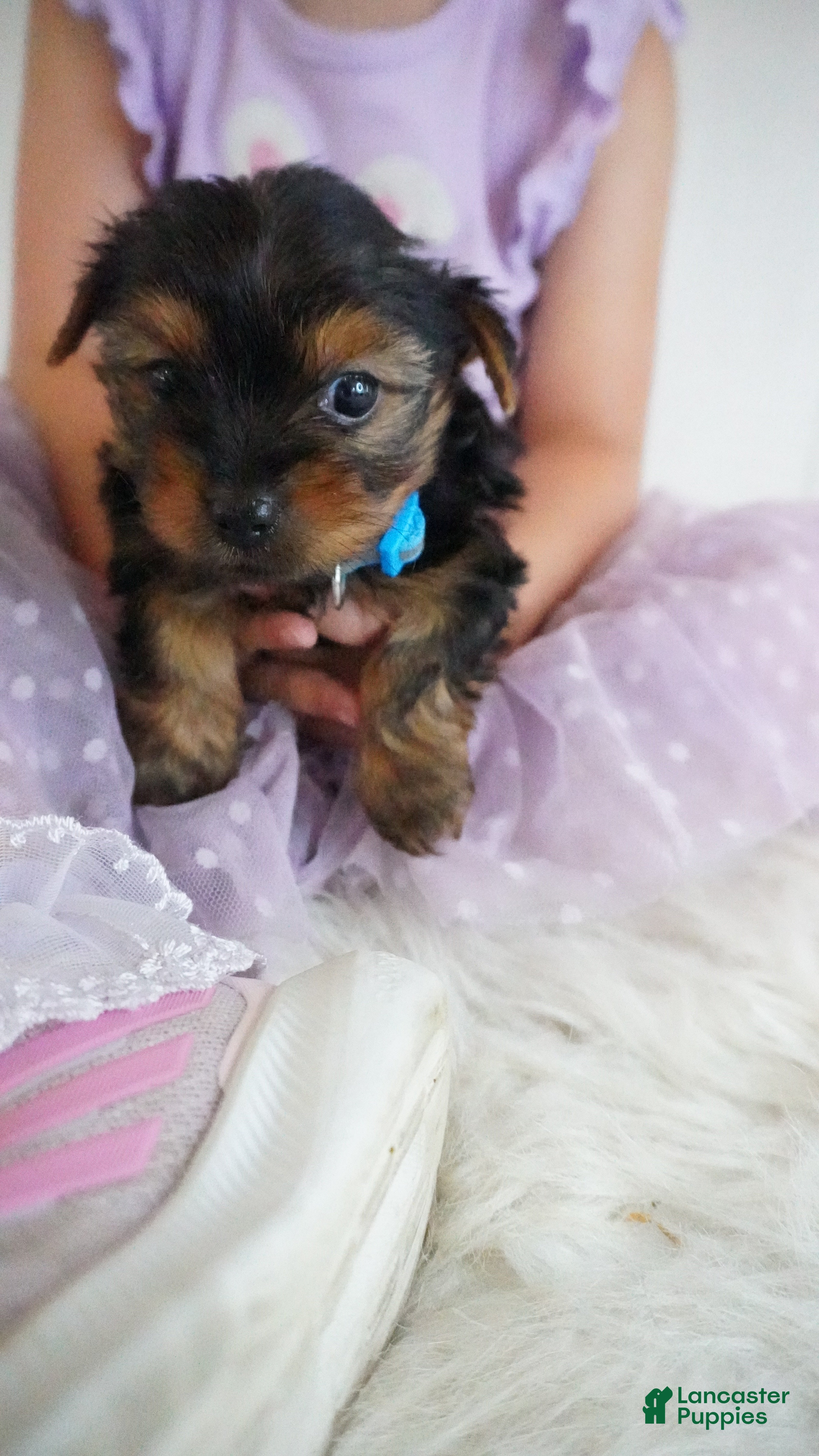 Yorkshire Terrier dogs Jake  - Ad 1