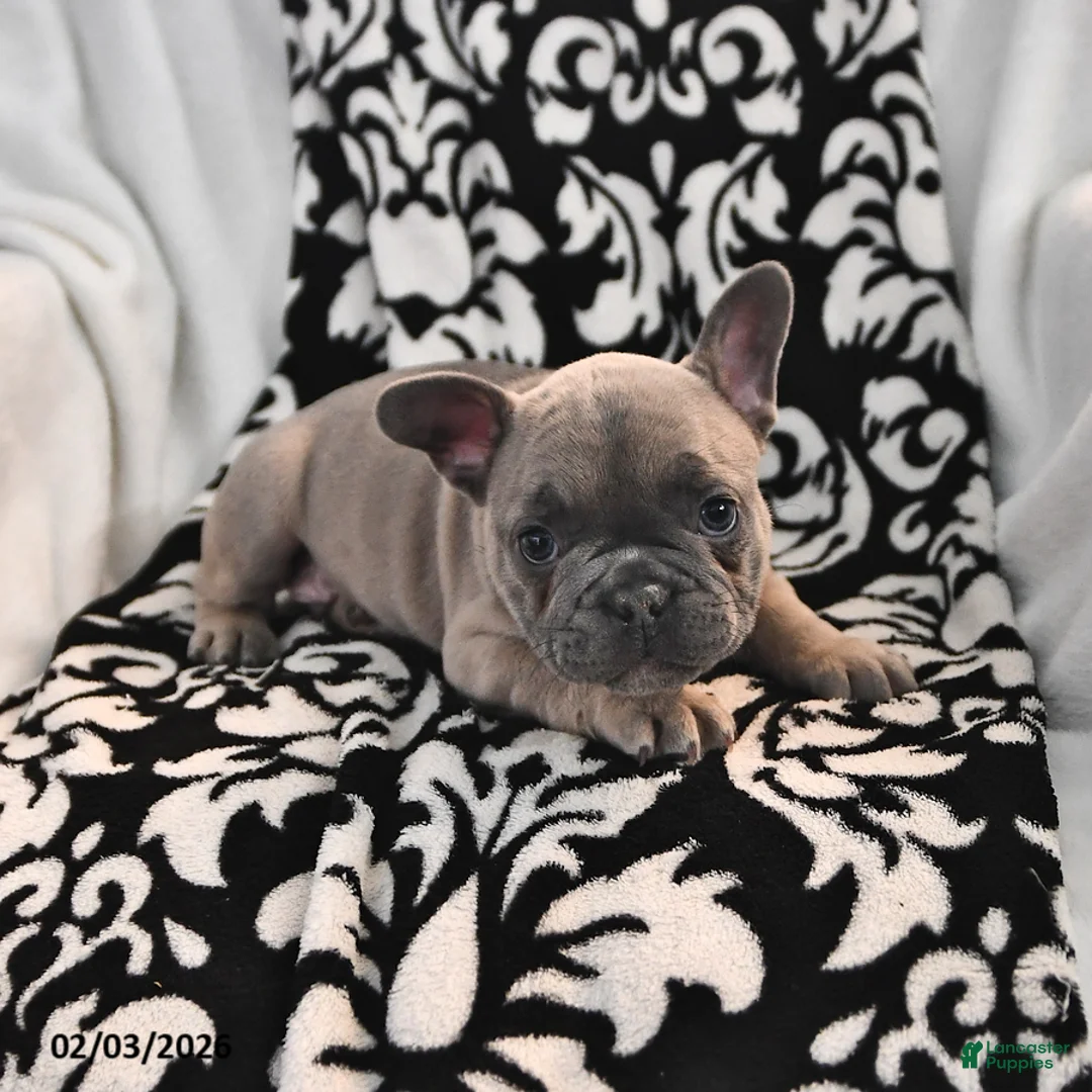 French Bulldog dogs for sale: Frisky - Ad 3