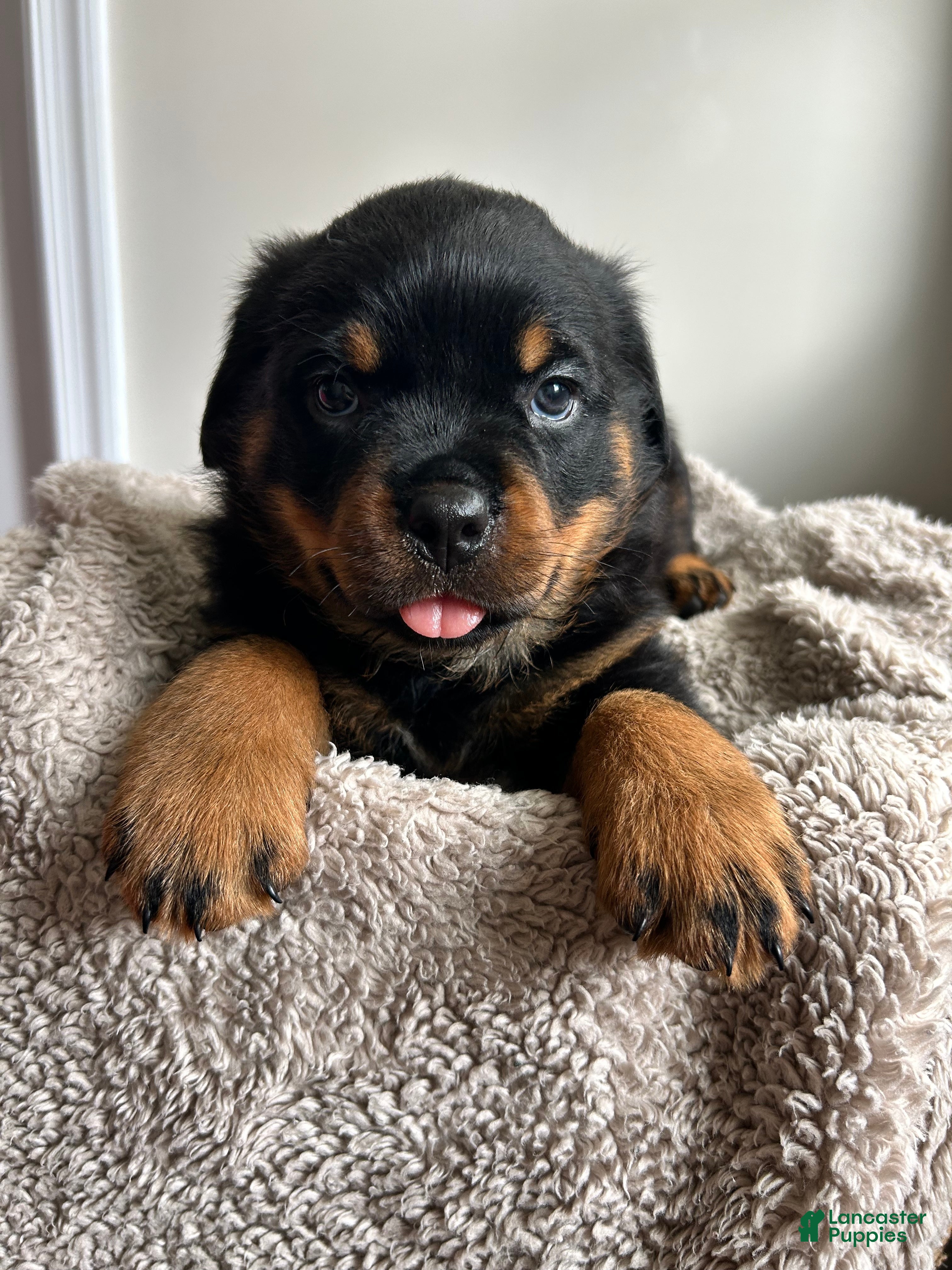 Rottweiler dogs Cedar - Ad 1