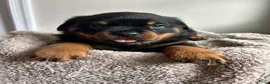Cedar