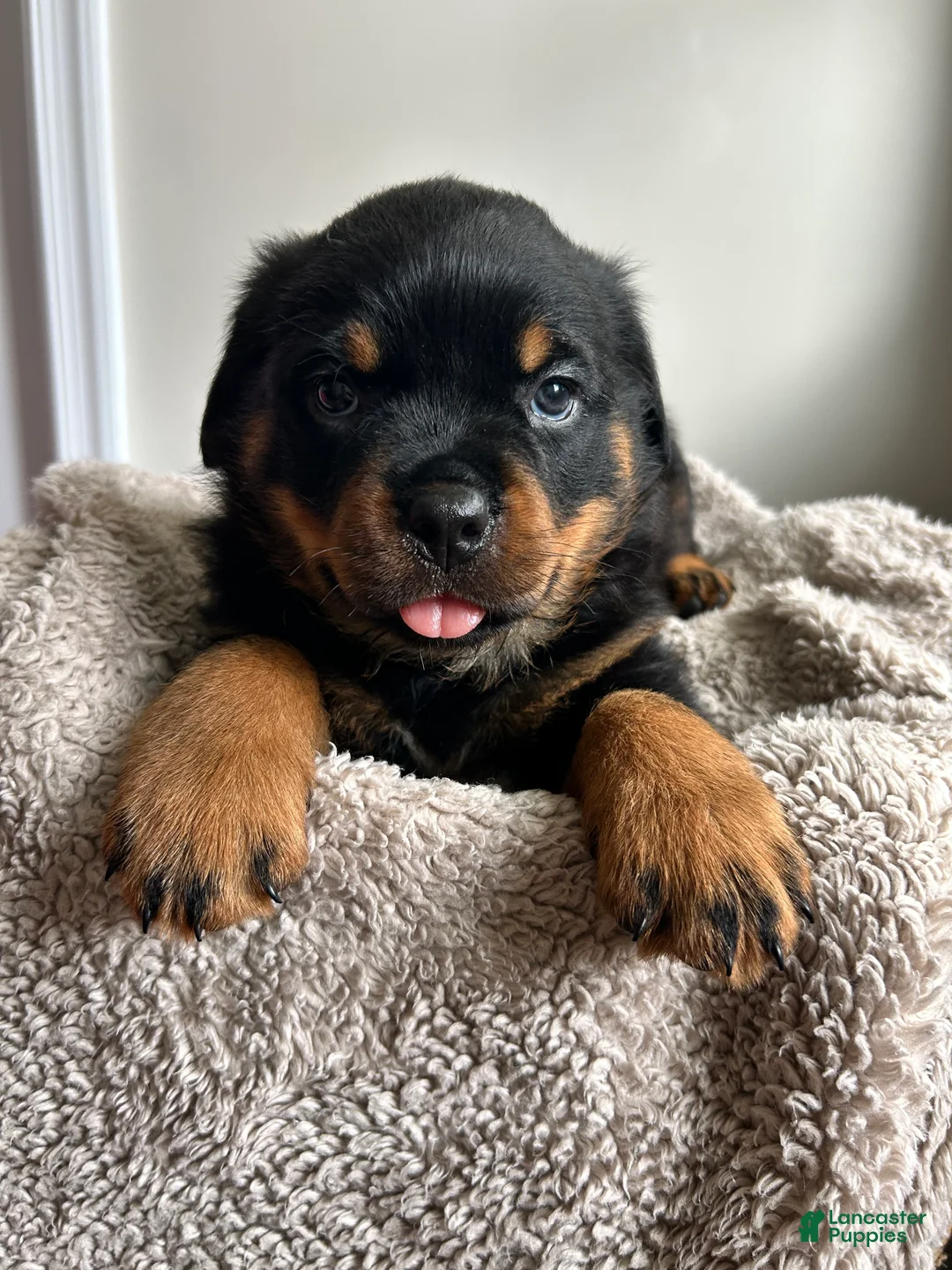 Rottweiler dogs for sale: Cedar - Ad 1