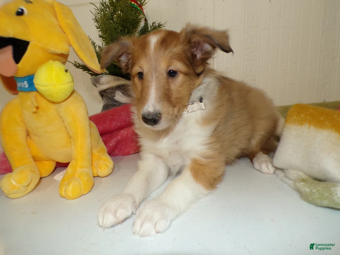 Shetland Sheepdog dogs for sale: Shetland Sheepdog Puppy 4 Lacy - Ad 1