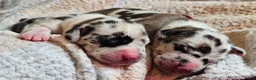 Great Dane dogs for sale: Brown collar  - Ad 5