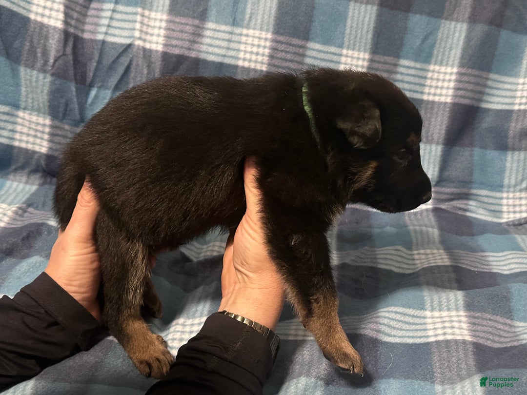 German Shepherd dogs for sale: Gabe - Ad 2