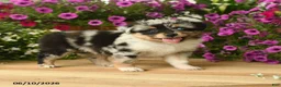 Toy Australian Shepherd dogs for sale: Angela - Ad 3