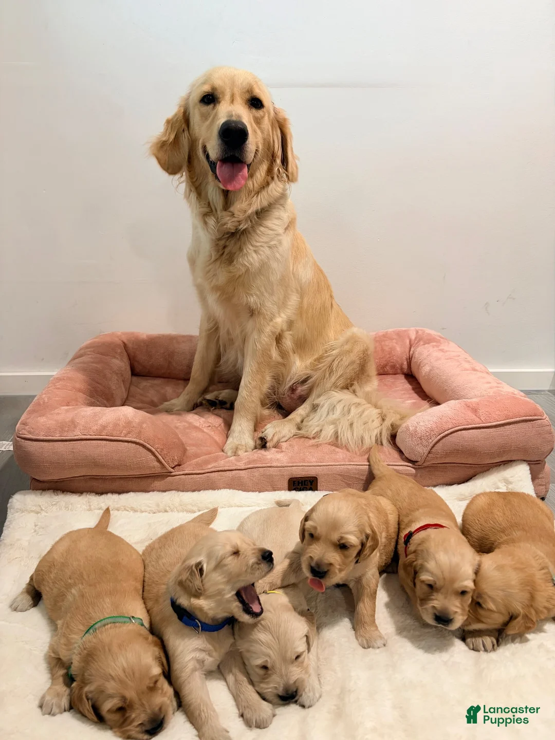 Golden Retriever dogs for sale: Green collar - Ad 5