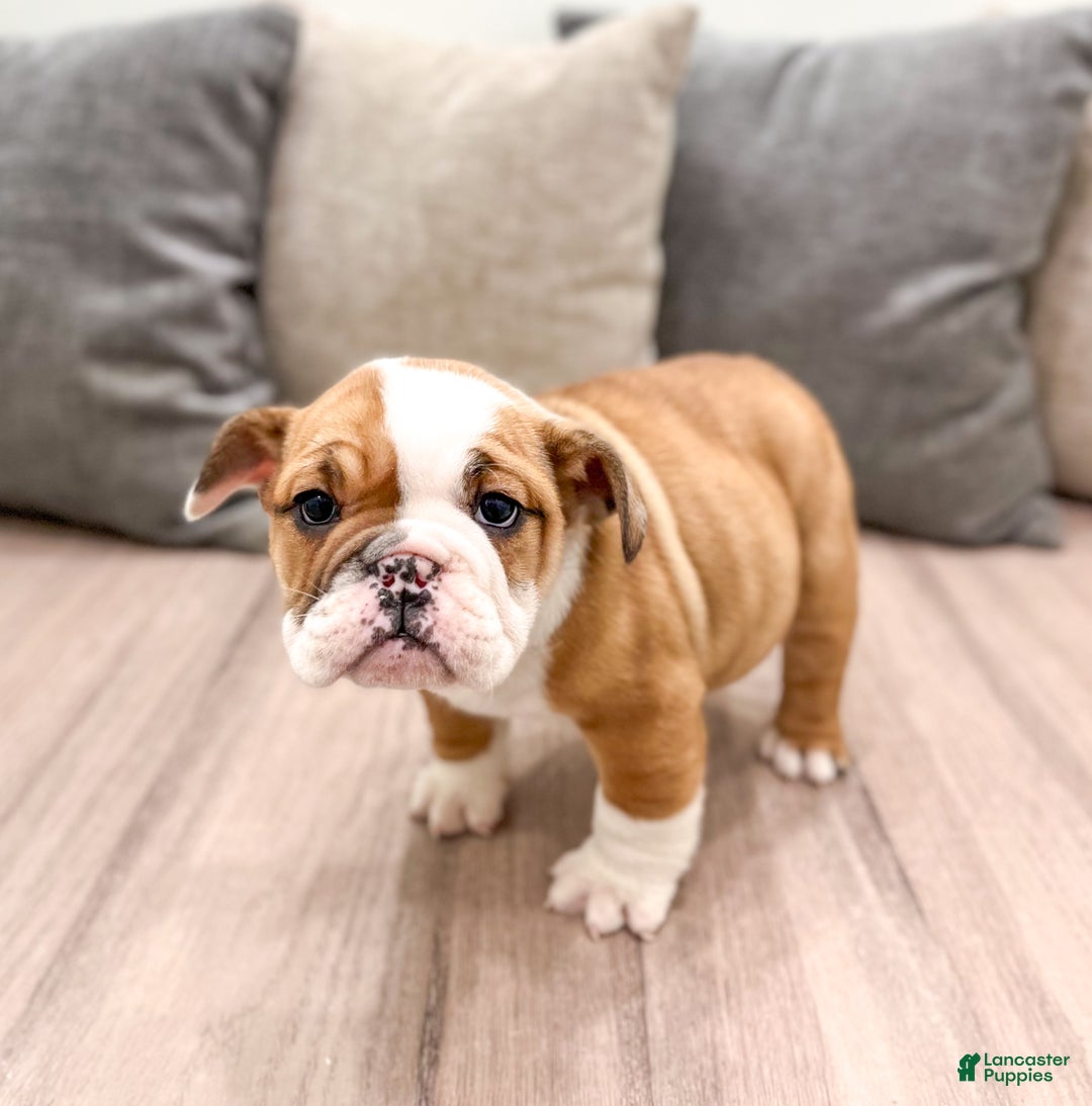 Mixed Breed dogs for sale: Bailey - Ad 3