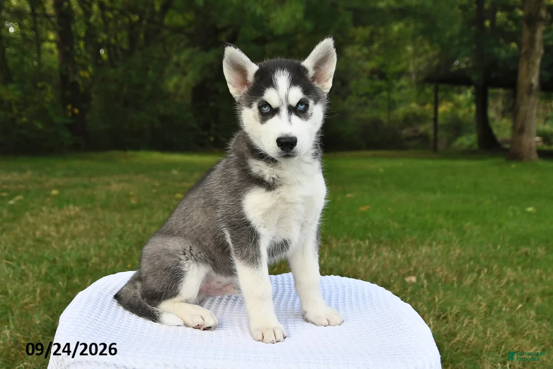 Siberian Husky dogs for sale: Buzz - Ad 3
