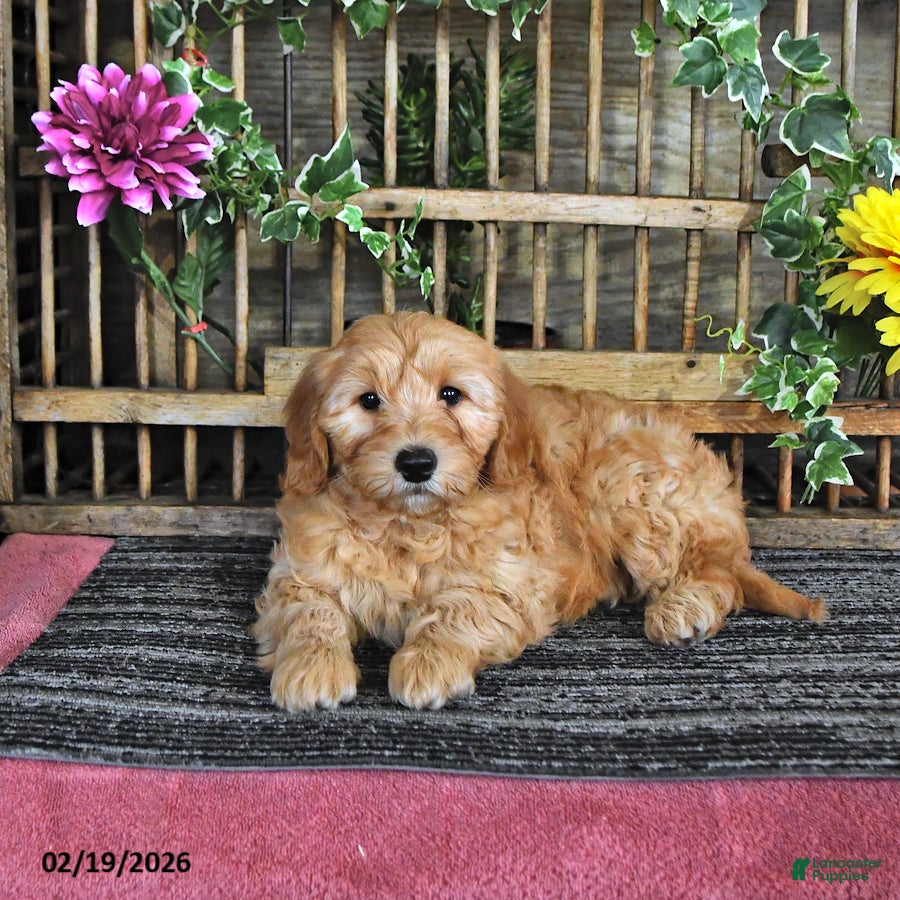 Mini Goldendoodle dogs Mason - Ad 2