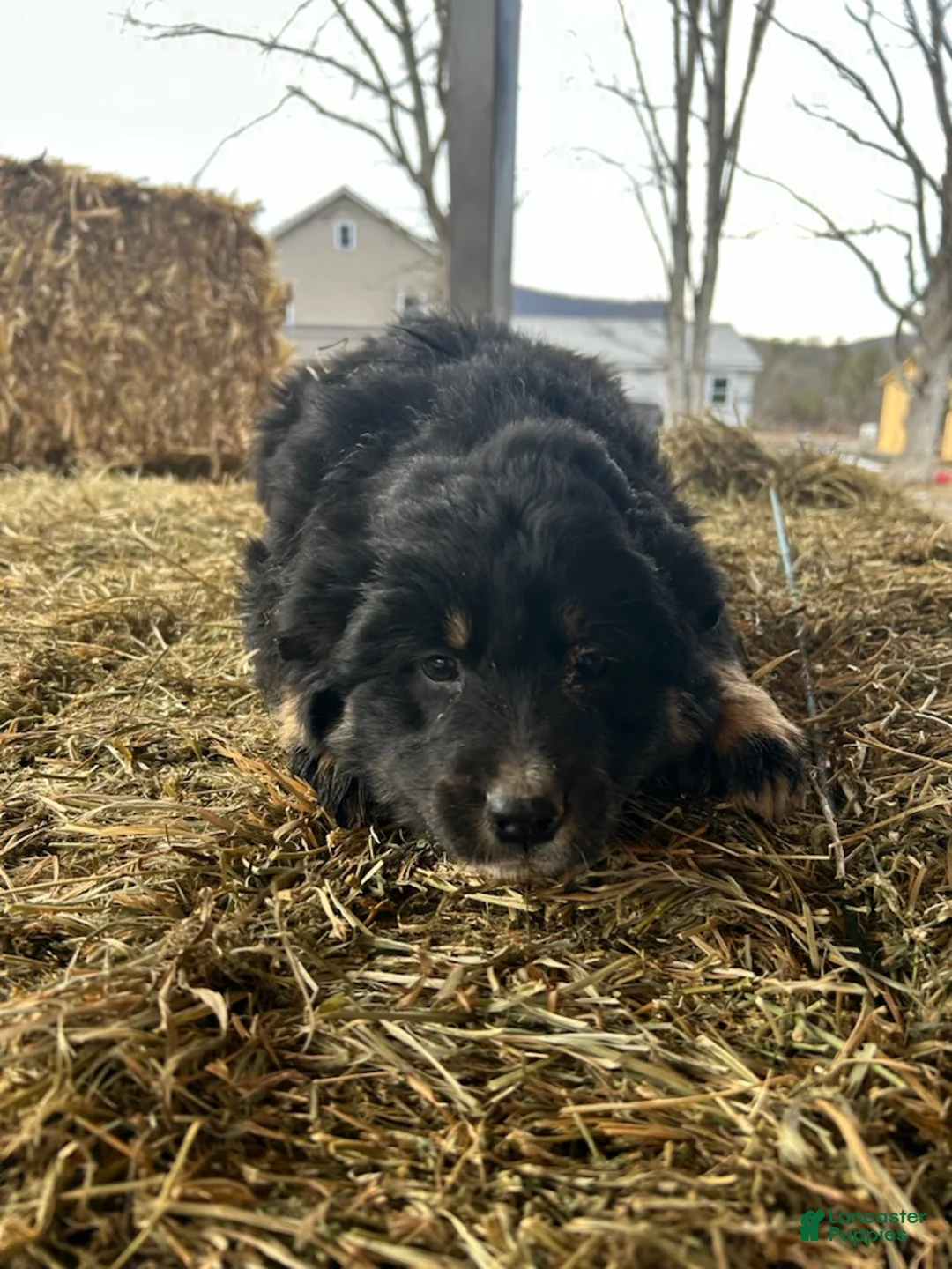 Australian Shepherd dogs for sale: Blackie - Ad 3