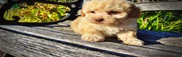 Havapoo dogs for sale: Luigi-Sale!!! - Ad 4