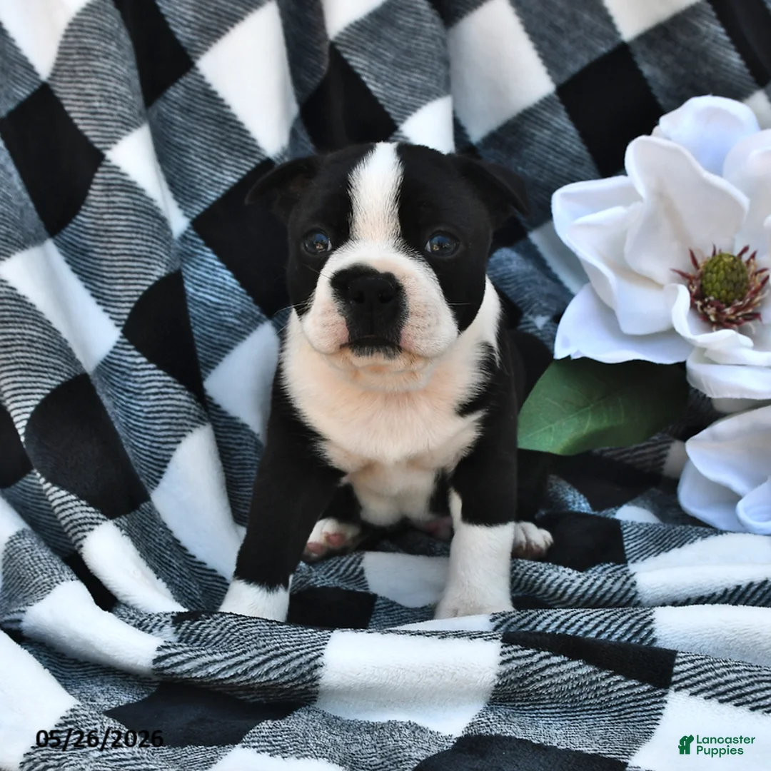 Boston Terrier dogs for sale: Beau - Ad 1