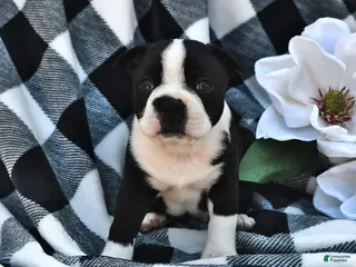 Boston Terrier dogs for sale: Beau - Ad 1