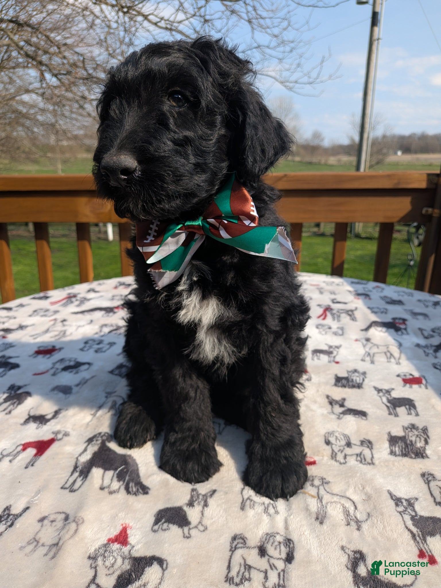 Bordoodle dogs Bordoodle Puppy 4 - Ad 3