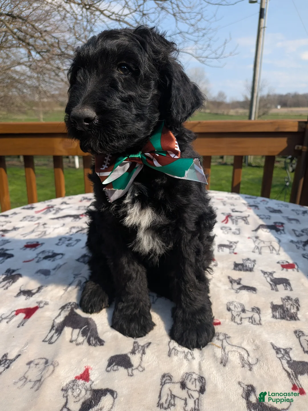 Bordoodle dogs for sale: Bordoodle Puppy 4 - Ad 1