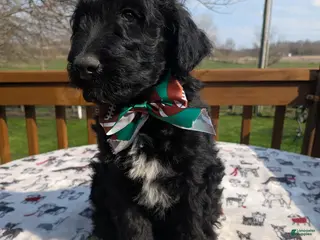 Bordoodle dogs Bordoodle Puppy 4 - Ad 3