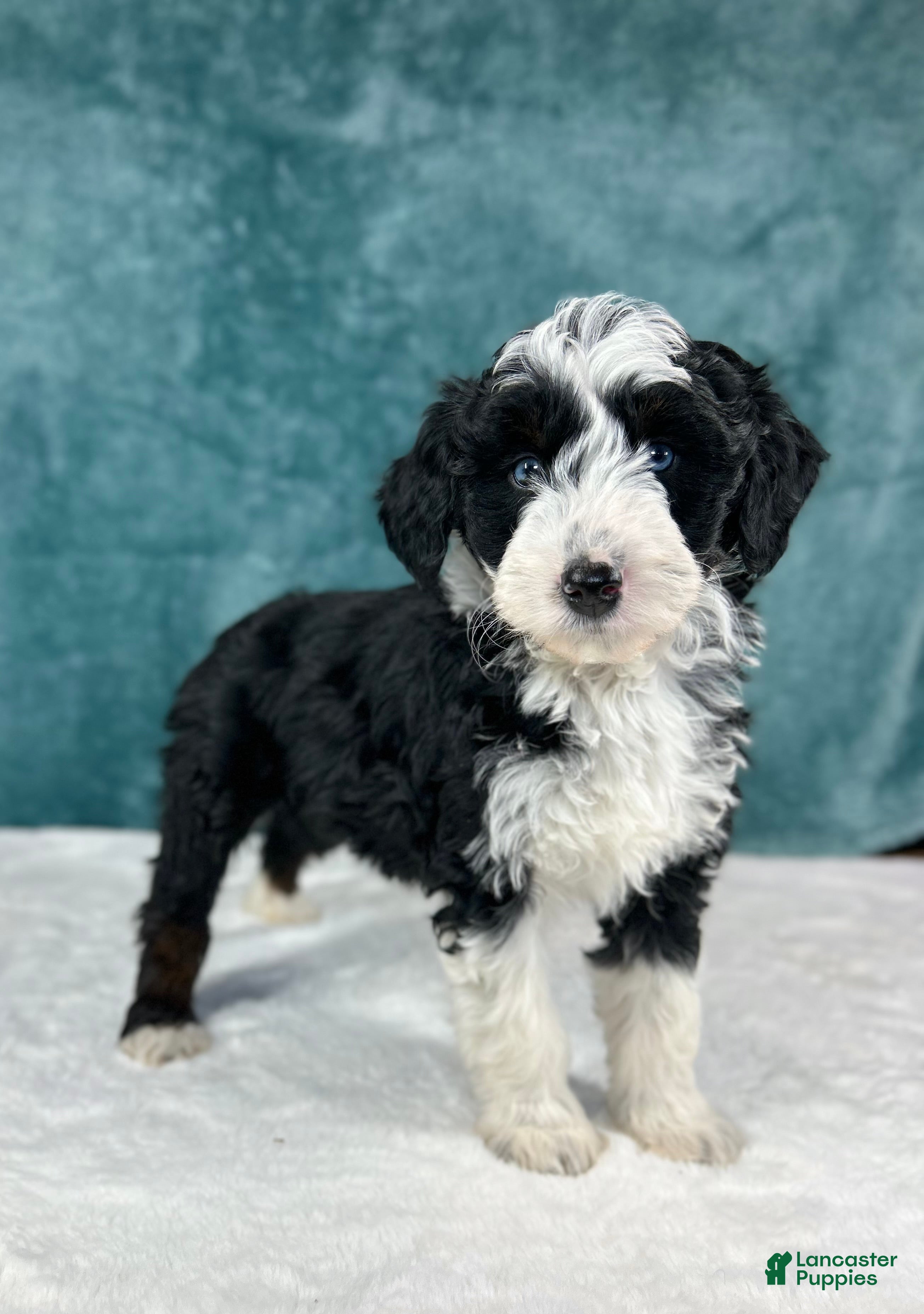 Aussiedoodle dogs Gabby  - Ad 15