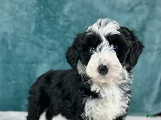 Aussiedoodle dogs Gabby - Ad 15