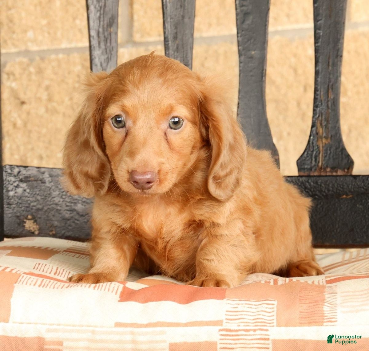 Miniature Dachshund dogs Rocky - Ad 2