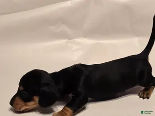 Miniature Dachshund dogs Bandit - Ad 32