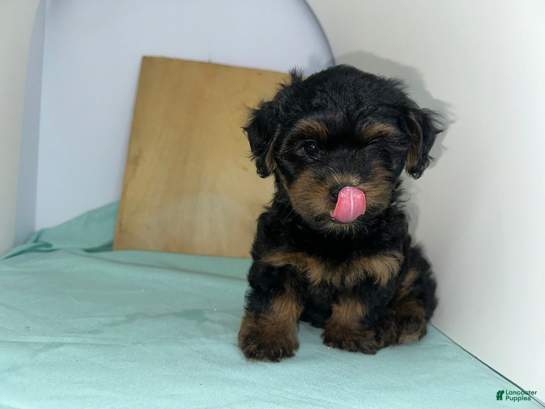 Mixed Breed dogs for sale: Mixed Breed Puppy 3 - Ad 12