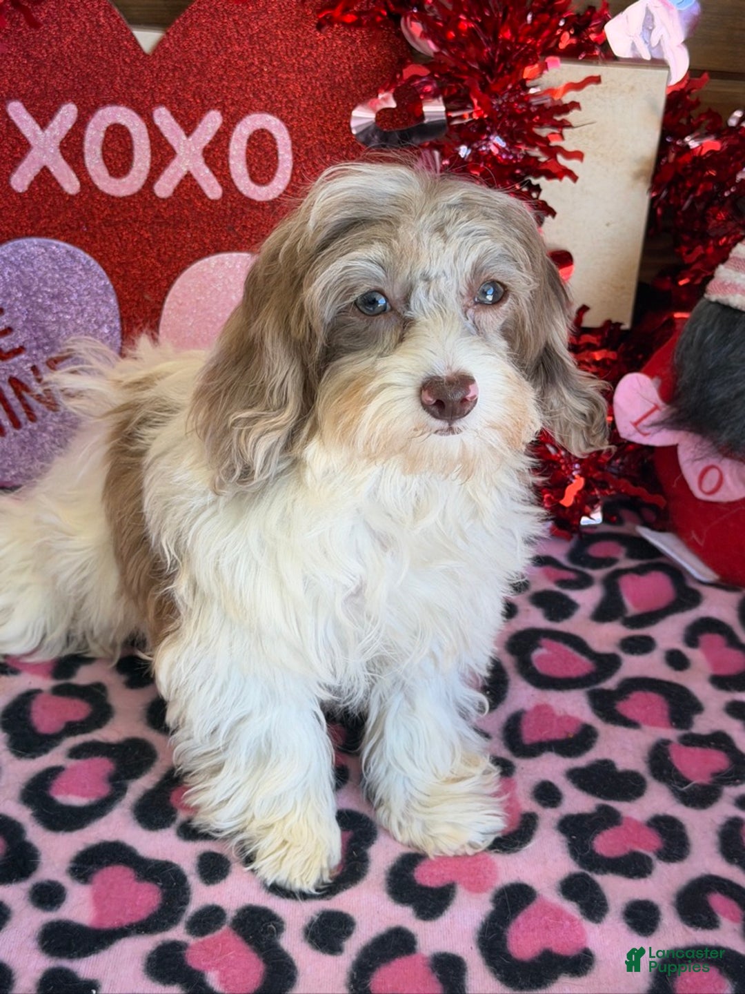 Cockapoo dogs for sale: Millie - Ad 3