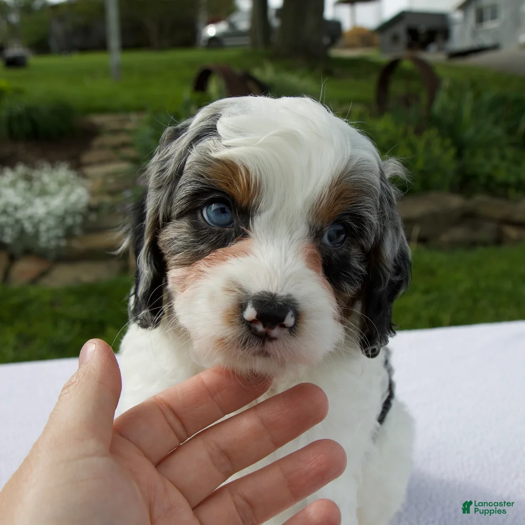 Cavapoo dogs for sale: Alex - Ad 2