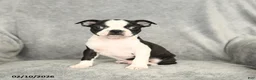 Boston Terrier dogs for sale: Duncan - Ad 3