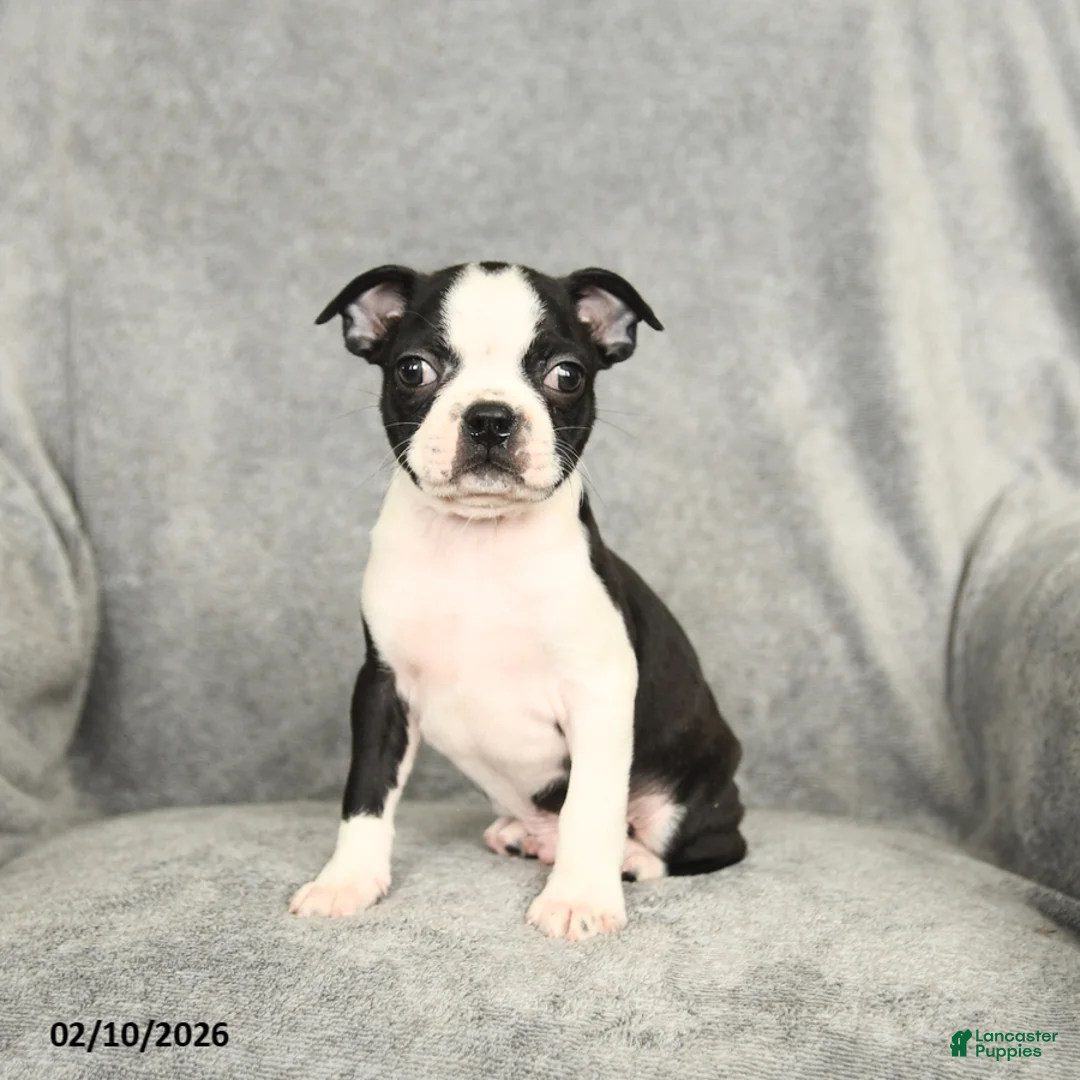 Boston Terrier dogs for sale: Duncan - Ad 3
