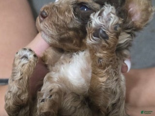 Mini Goldendoodle dogs - Ad 7