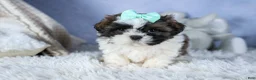 Shih Tzu dogs for sale: HANNAH - Ad 6
