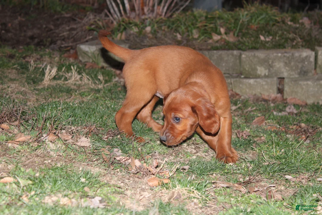 Mixed Breed dogs for sale: Mixed Breed Puppy 6 - Ad 2