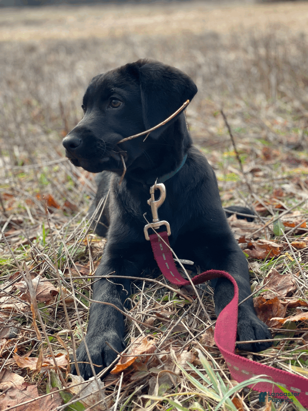 Labrador Retriever dogs for sale: Algonquin-red collar - Ad 16
