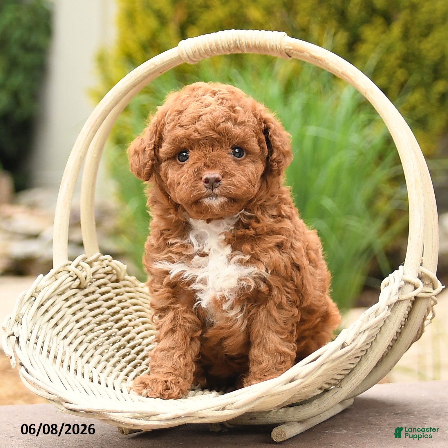 Toy Poodle dogs Tiny Fluffy - Ad 1