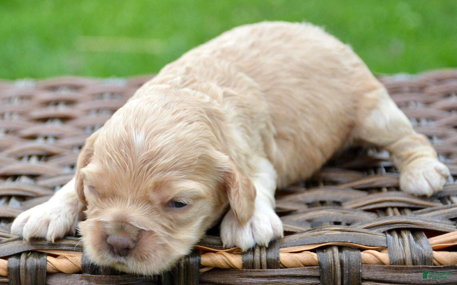 Cockapoo dogs Cockapoo Chrissy - Ad 41