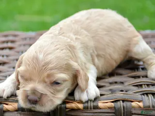 Cockapoo dogs Cockapoo Chrissy - Ad 41