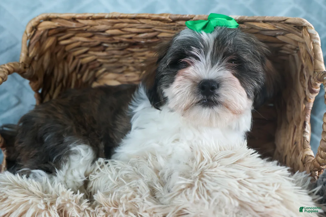 Teddy Bear dogs for sale: GUNNER - Ad 7