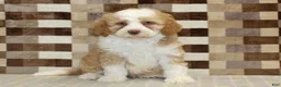 Mini Bernedoodle dogs for sale: Harley - Ad 3
