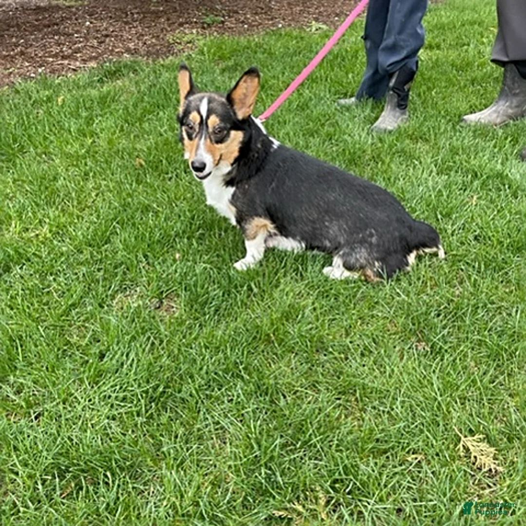 Welsh Corgi Pembroke dogs for sale: Daisy - Ad 4