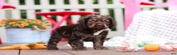 Cocker Spaniel dogs for sale: Cody - Ad 3