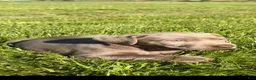 Labrador Retriever dogs for sale: Labrador Retriever Puppy 4 - Ad 3